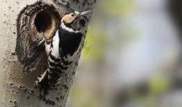 啄木鸟系列在线观看,揭秘自然界的神奇使者