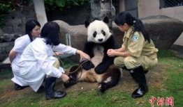 熊猫明星爆料是真的吗视频,熊猫明星爆料视频真实性揭秘