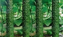 黄瓜农药爆料视频大全,农药爆料视频大全深度解析