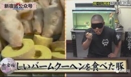 小胖猪夫妇事件爆料视频,揭秘背后惊人真相