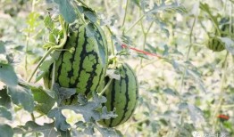 宾阳网红吃瓜,揭秘网络热点背后的故事