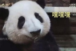 熊猫明星爆料是真的吗视频,熊猫明星爆料视频真实性揭秘