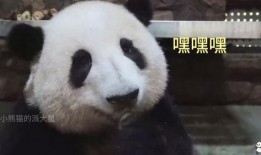 熊猫明星爆料是真的吗视频,熊猫明星爆料视频真实性揭秘