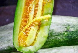 大家都是吃瓜网红吗,网红时代众生相