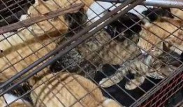 屠宰最新爆料消息视频,屠宰场内幕视频曝光，震撼揭秘行业黑幕