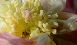 花蕊在线观看,一场视觉与情感的盛宴