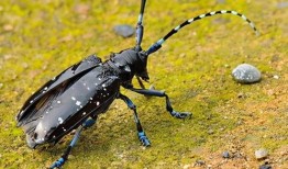 昆虫学者最新爆料,昆虫学者揭秘神秘昆虫新物种