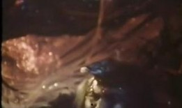 蜈蚣咒在线观看,惊悚奇幻之旅，在线揭秘神秘诅咒之谜