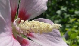 花蕊在线观看,一场视觉与情感的盛宴