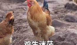 福清鸡哥爆料视频曝光,揭秘背后惊人真相