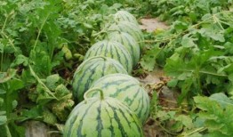 吃瓜爆料每日大瓜网红,吃瓜爆料，每日大瓜新鲜出炉！