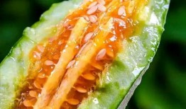 大家都是吃瓜网红吗,网红时代众生相