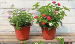 国威大嘎子最新爆料视频,揭秘娱乐圈惊人内幕！