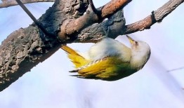 啄木鸟系列在线观看,揭秘自然界的神奇使者