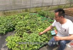 种植达人视频爆料盐,盐的神奇作用与巧妙运用