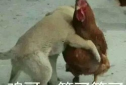 福清鸡哥爆料视频曝光,揭秘背后惊人真相