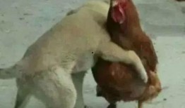 福清鸡哥爆料视频曝光,揭秘背后惊人真相