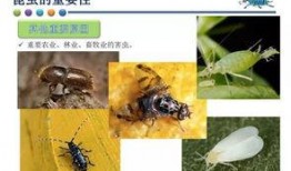 昆虫学者最新爆料,昆虫学者揭秘神秘昆虫新物种