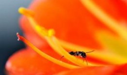 花蕊在线观看,一场视觉与情感的盛宴