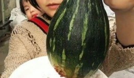 网红吃的什么蒸瓜,创意蒸瓜，美味与营养的完美融合