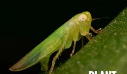 昆虫学者最新爆料,昆虫学者揭秘神秘昆虫新物种