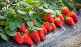 草莓皮肤爆料视频下载安装,新装亮相，魅力无限