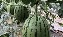 近日爆料网红吃瓜,揭秘幕后真相，网友热议不断