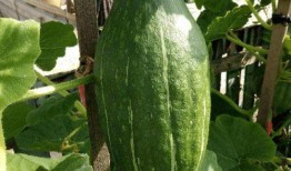 娱乐吃瓜花,吃瓜花背后的故事