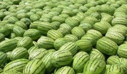 吃瓜爆料每日大瓜网红,吃瓜爆料，每日大瓜新鲜出炉！