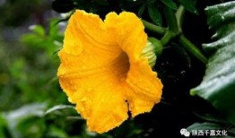 娱乐吃瓜花,吃瓜花背后的故事