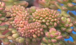 最新植物爆料,绿色奇迹与生命奥秘