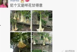 最新植物爆料,绿色奇迹与生命奥秘